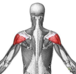 The deltoid muscles.